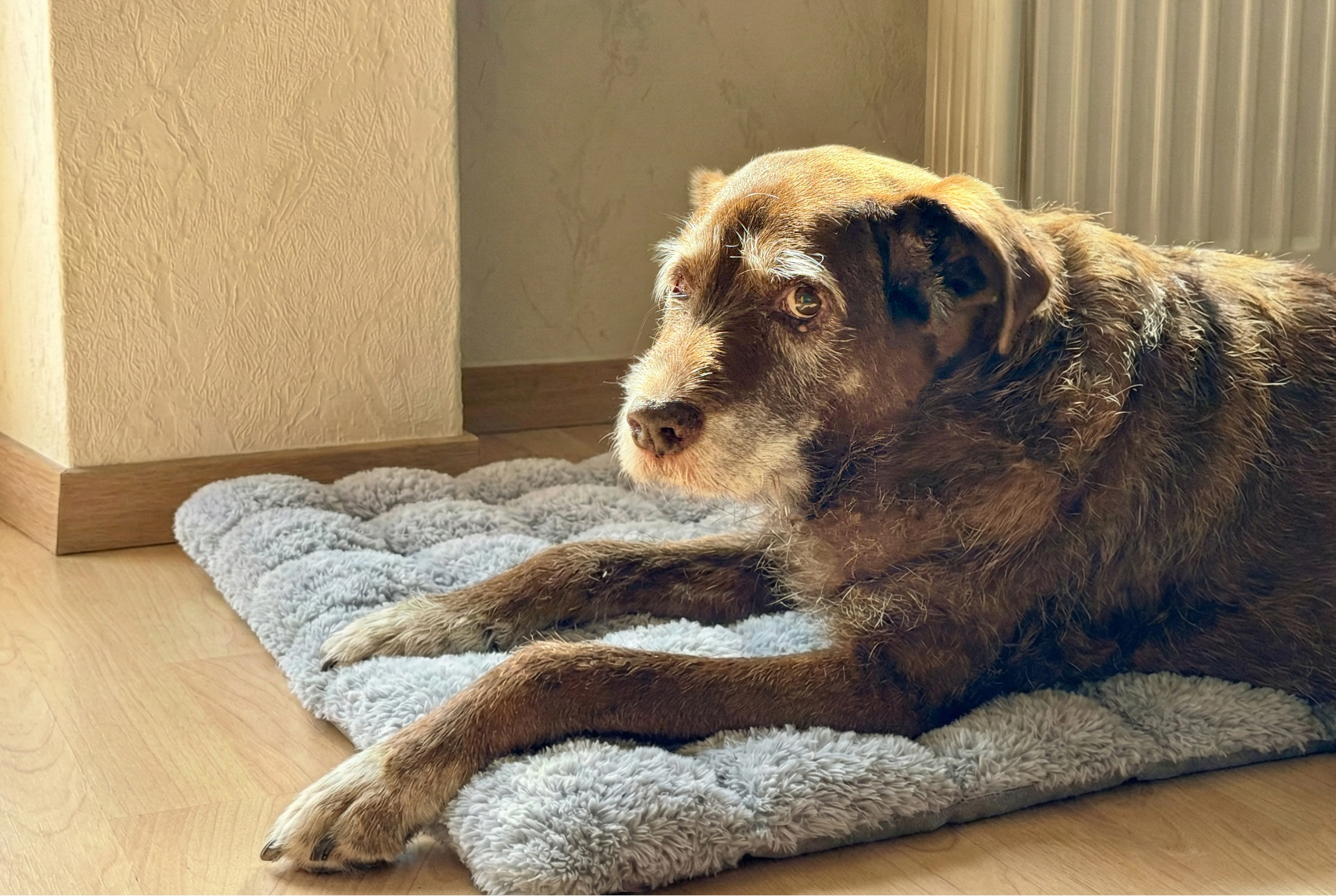 Senior dog resting comfortably on a grey textured Elder Paws orthopedic heating pad to relieve joint stiffness and arthritis.